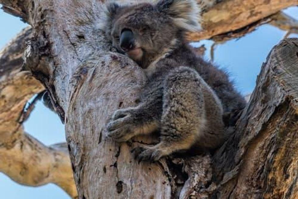 a koala hugging a tree and resting