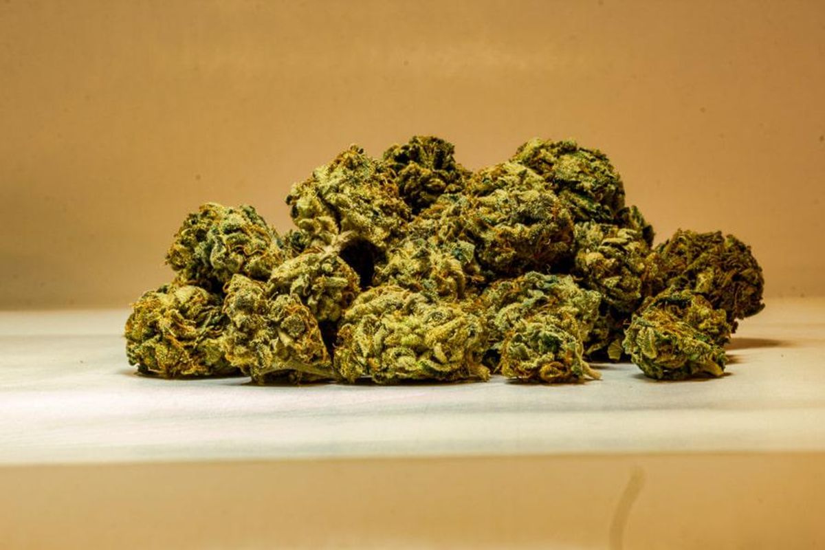 a pile of cannabis buds