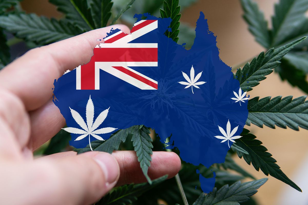 Hand holding map of Australia over cannabis leaves.