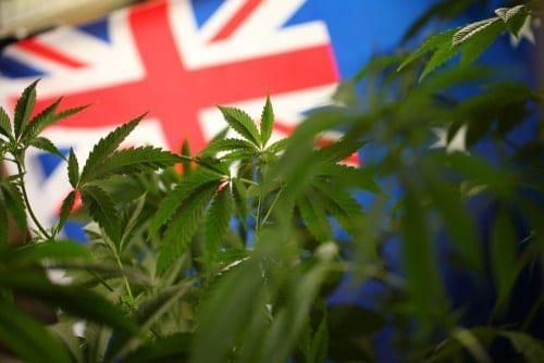 Australian Cannabis Outlook 2021: Medical Leads the Way