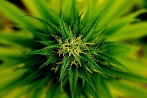Australian Cannabis Outlook 2020: Legalization on the Horizon