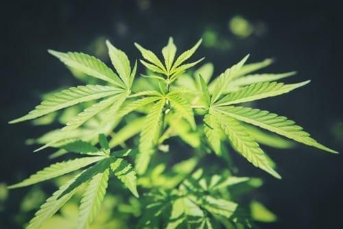 Australian Cannabis Trends 2019: Steady Growth for the Industry