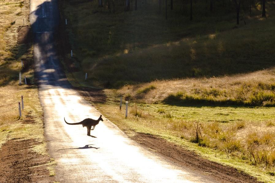 kangaroo crossing road