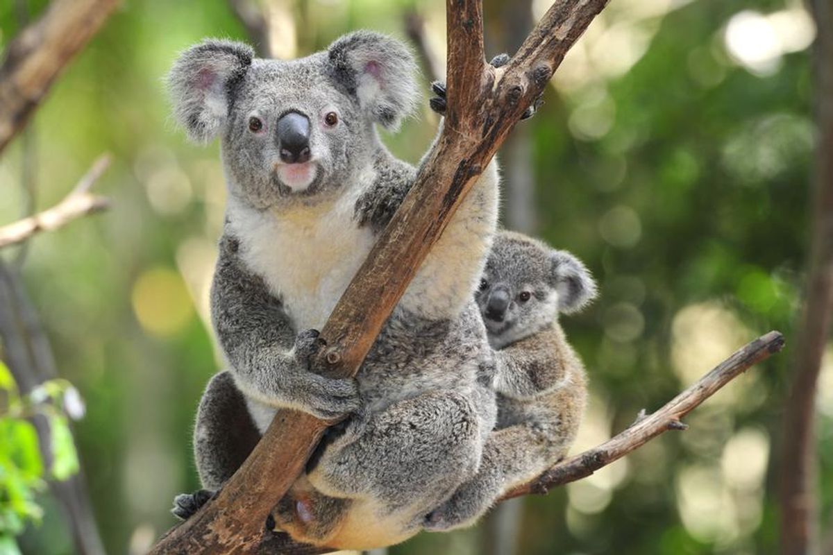 koala with baby
