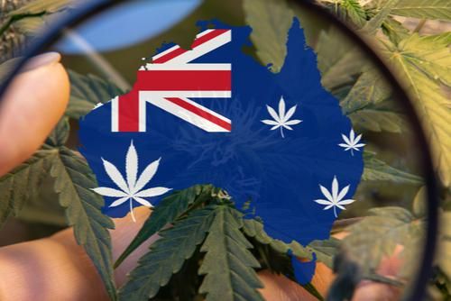 map of Australia with cannabis plants
