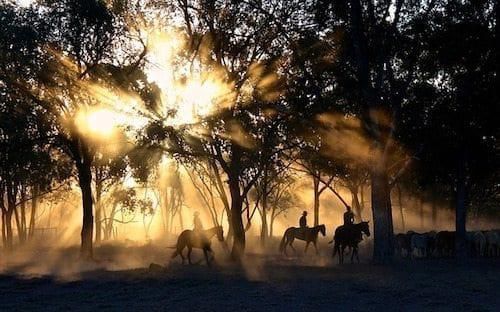 silhouette of people on horseback riding through the woods with sun streaming through the trees