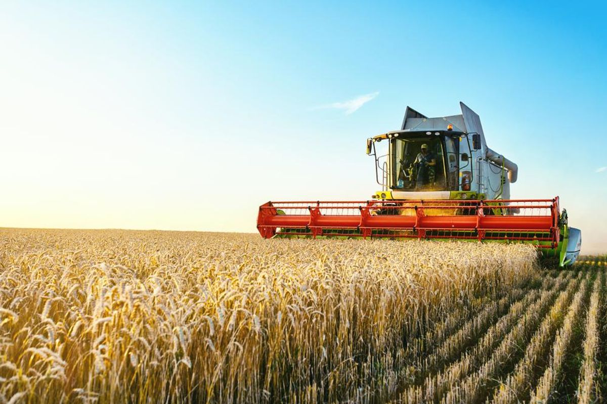 tractor in barley field