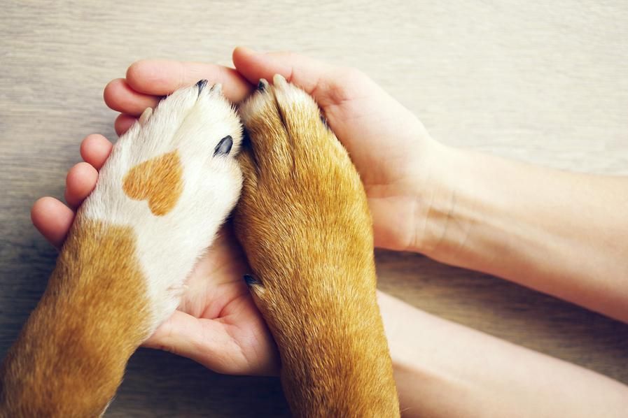 two dog paws in human hands